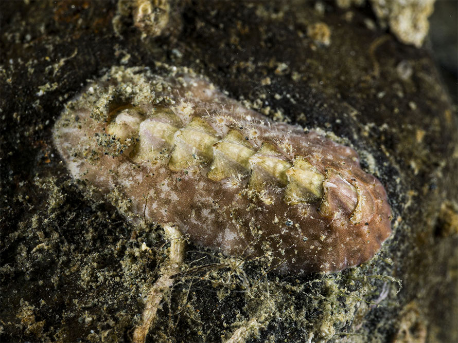 Schizochiton incisus